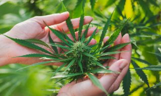Best-Performing Marijuana and Cannabis ETFs (October 2026)