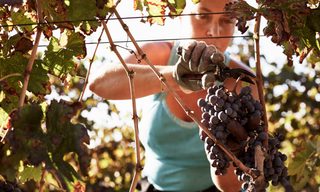 Best Insurance Companies for Wineries and Vineyards