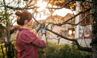 Does Home Insurance Cover Tree Removal?