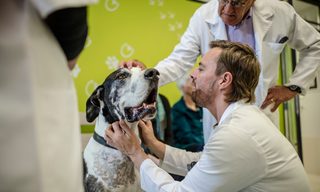Does Pet Insurance Cover Surgery?