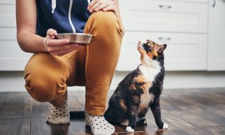 Does Pet Insurance Cover Prescription Food?