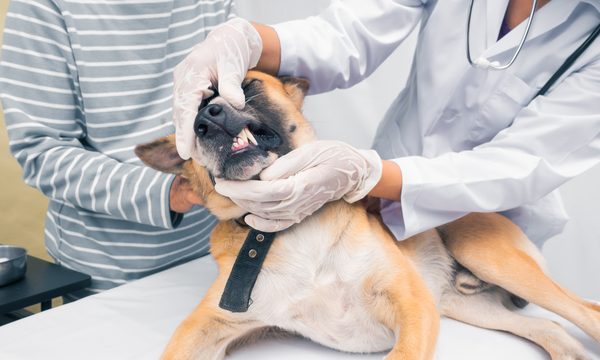 vet examining a dog's teeth
