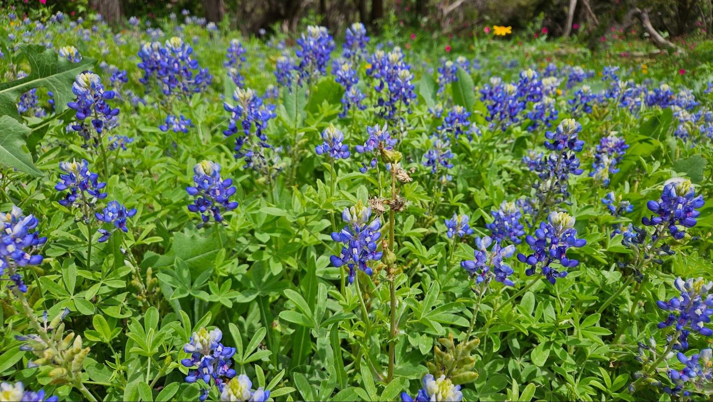 Flower, Lupin, Plant