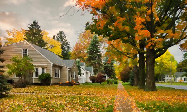 Plant, Tree, Neighborhood