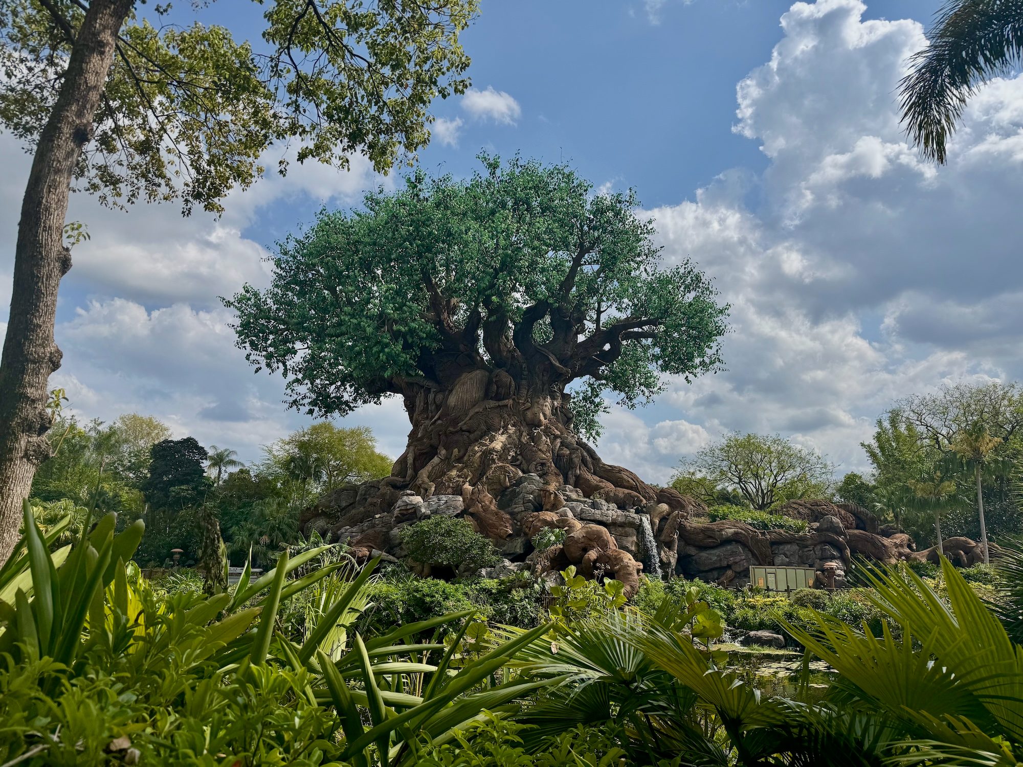 Plant, Tree, Tree Trunk