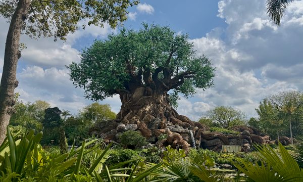 Plant, Tree, Tree Trunk