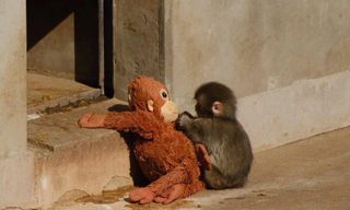 I Should Have Bought Punch’s Ikea Monkey When I Had the Chance