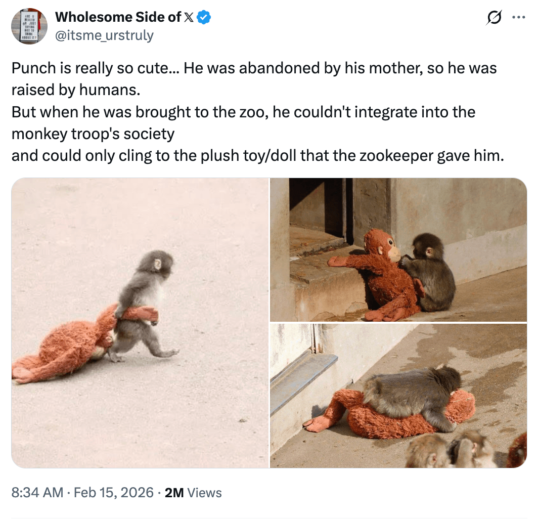 Animal, Mammal, Monkey