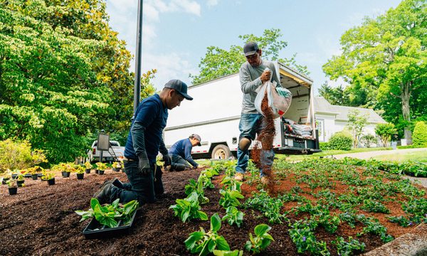 Professional Landscaper Hispanic Crew proudly working together to Plant a Flowerbed in a Public Neighborhood Park Median Green Space. Photo taken in Tennessee, USA (Southern USA)