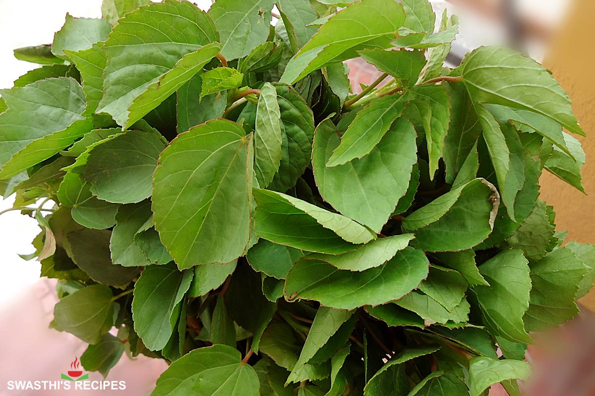 Roselle Leaves