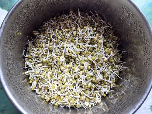 sprouted green moong getting rinsed